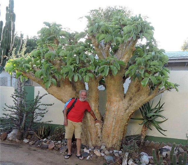 cifostema